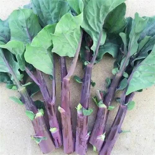 【生鲜预定】红芥蓝 商品图0