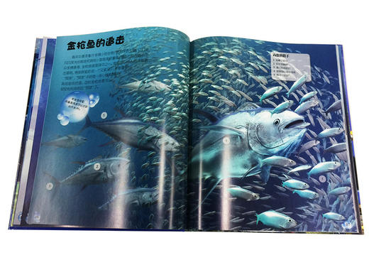 DK生物大揭秘：海洋生物寒假阅读寒假课外书课外寒假自主阅读假期读物 商品图4