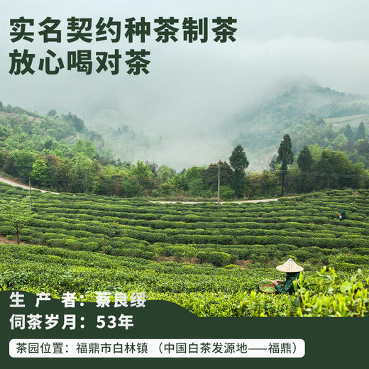 福鼎白茶寿眉小方片2023年份150克饼茶紧压茶欧盟标准甜醇清香 商品图3