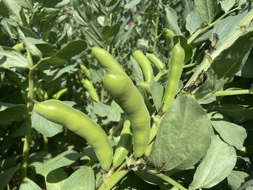 梓盟蚕豆（抚仙湖基地） 商品图3