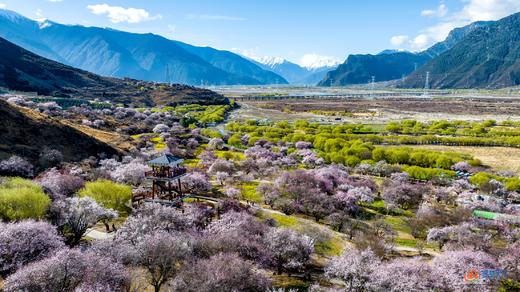 藏地春色·林芝、波密桃花8天摄影【特惠享】 商品图0