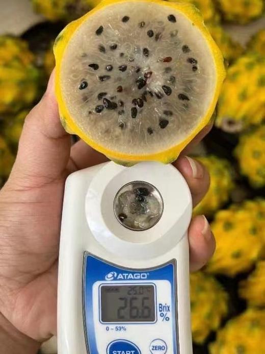 【分仓直发包邮】海南燕窝果小果2斤（8-10个）礼盒装（单果2-3两） 商品图2