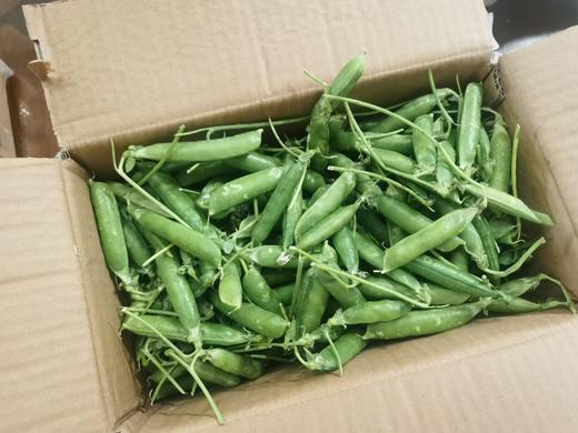 云南大理水果豌豆荚 商品图2