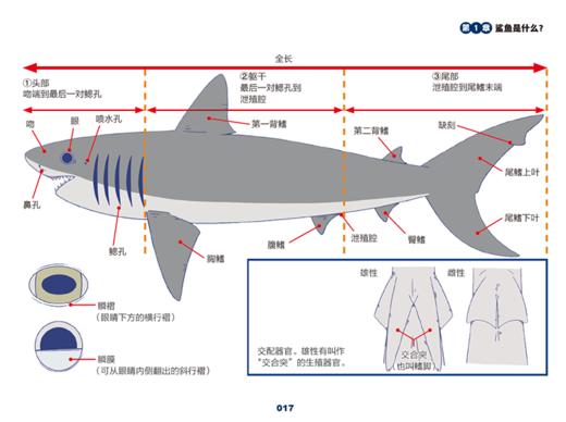 世界鲨鱼大全 商品图4
