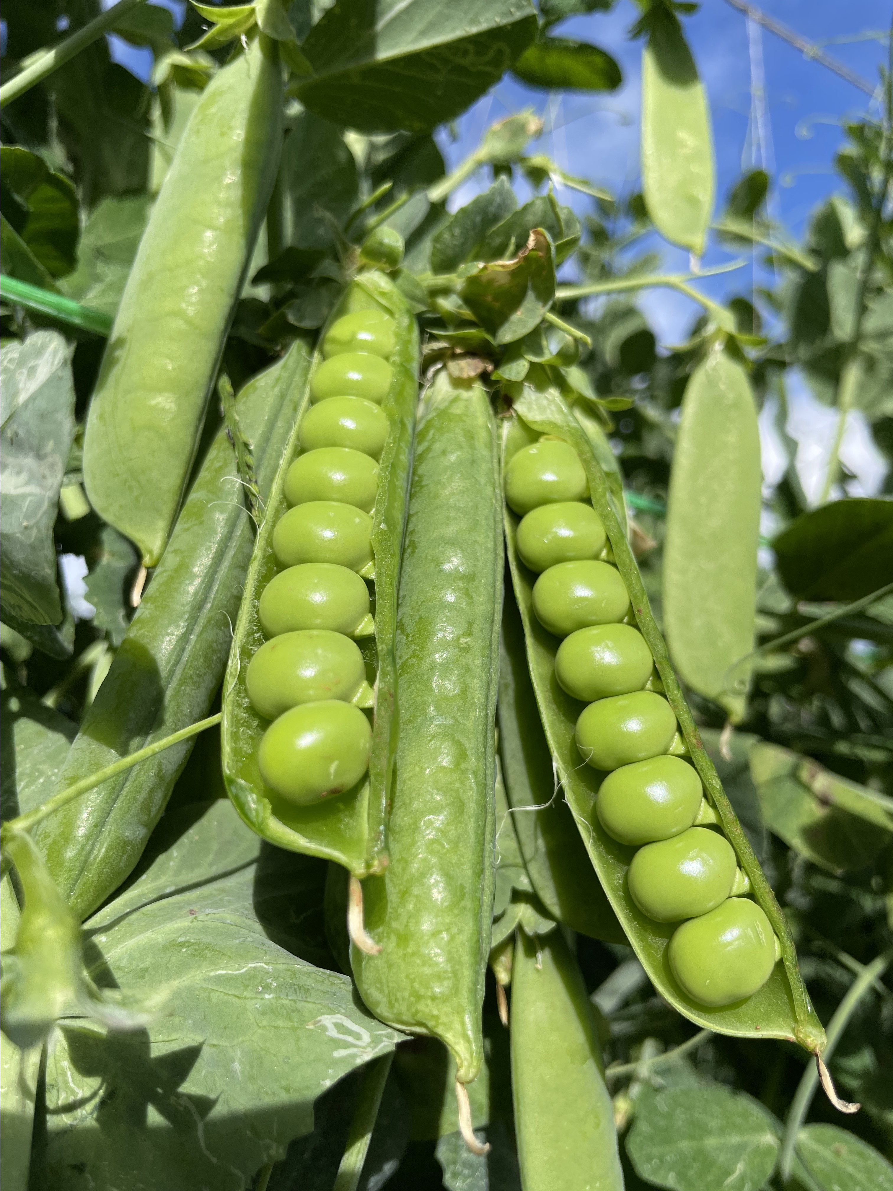 云南大理水果豌豆荚