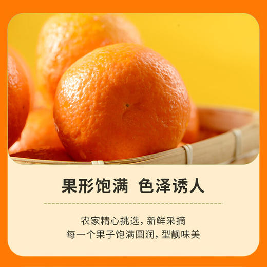 【分仓直发包邮】广西沃柑（一级果） 4.5斤（中果，果径60-65mm） 商品图4
