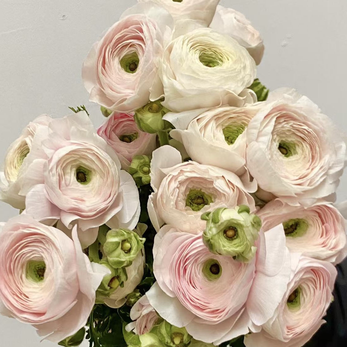 配花 | 成功洋牡丹河内