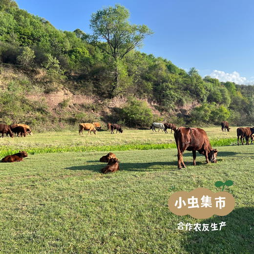 甘肃生态黄牛肉 5斤 | 合作农友生产，来自甘肃庆阳，生产者：吴龙龙 *【公平贸易农人定价】 商品图13