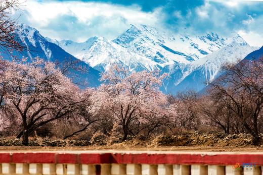 藏地春色·林芝、波密桃花8天摄影【特惠享】 商品图4