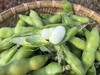 梓盟蚕豆（抚仙湖基地） 商品缩略图4