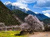 藏地春色·林芝、波密桃花8天摄影【特惠享】 商品缩略图3