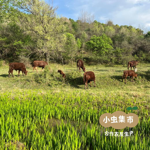 甘肃生态黄牛肉 5斤 | 合作农友生产，来自甘肃庆阳，生产者：吴龙龙 *【公平贸易农人定价】 商品图12