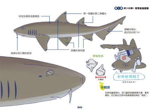 世界鲨鱼大全 商品图6