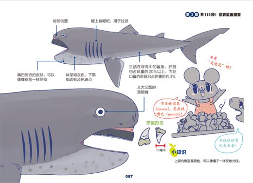 世界鲨鱼大全 商品图7