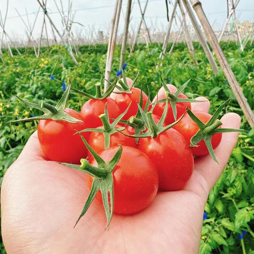 廉心圣女果1.5kg 商品图0