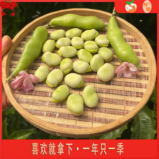 梓盟蚕豆（抚仙湖基地） 商品图0