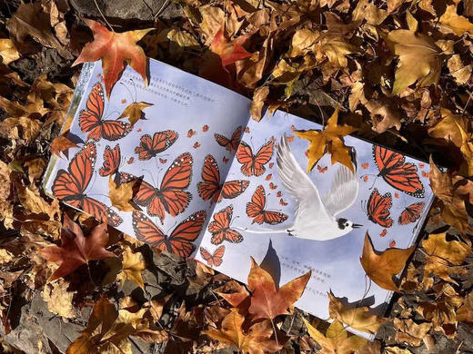 是该去南方过冬的时候了 商品图3