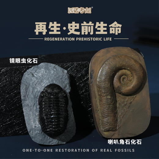 【古生物化石冰箱贴】 1：1复原真实化石 史前时代自然科学博物馆STEAM学习 商品图10