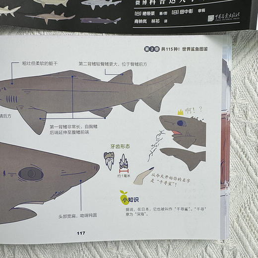 世界鲨鱼大全 商品图9