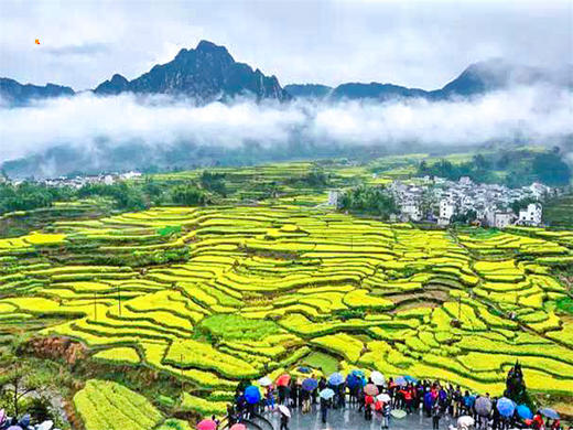 【家朋油菜花2日】｜徽杭小众赏花徒步线路-家朋油菜花-徽杭古道-龙川古镇 商品图1