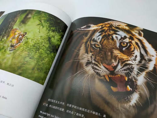 BBC王朝：双语绘本科普版(全10册) 商品图4