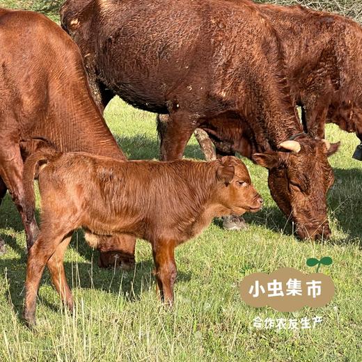 甘肃生态黄牛肉 5斤 | 合作农友生产，来自甘肃庆阳，生产者：吴龙龙 *【公平贸易农人定价】 商品图4