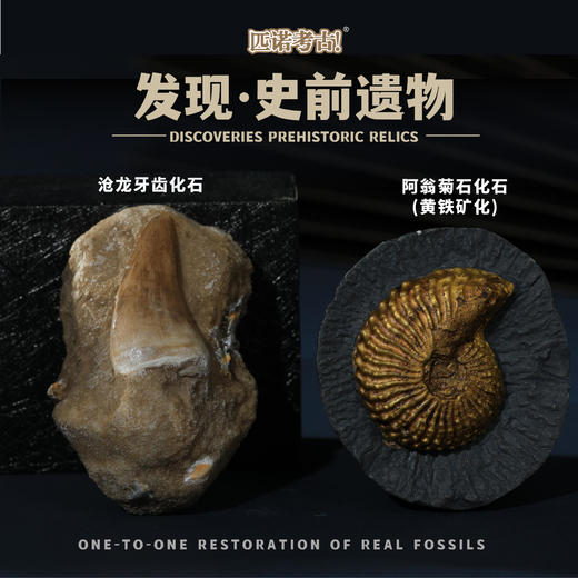 【古生物化石冰箱贴】 1：1复原真实化石 史前时代自然科学博物馆STEAM学习 商品图9