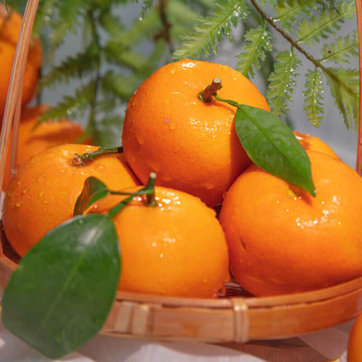 【分仓直发包邮】广西沃柑（一级果） 4.5斤（中果，果径60-65mm） 商品图2