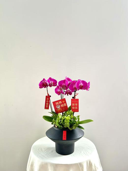 蝴蝶兰/SJ高脚黑268 商品图0