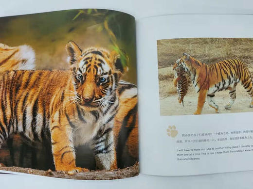 BBC王朝：双语绘本科普版(全10册) 商品图6