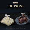 【古生物化石冰箱贴】 1：1复原真实化石 史前时代自然科学博物馆STEAM学习 商品缩略图11