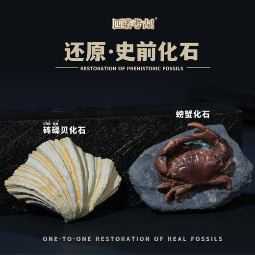 【古生物化石冰箱贴】 1：1复原真实化石 史前时代自然科学博物馆STEAM学习 商品图11