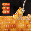 【分仓直发包邮】版纳香糯小玉米3斤（8-11根）（一斤3-4个 单根160g左右）（保质期6个月） 商品缩略图1