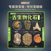 【古生物化石冰箱贴】 1：1复原真实化石 史前时代自然科学博物馆STEAM学习 商品缩略图6