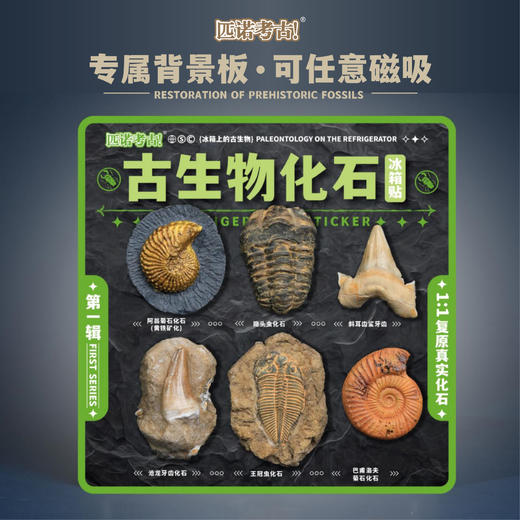【古生物化石冰箱贴】 1：1复原真实化石 史前时代自然科学博物馆STEAM学习 商品图6
