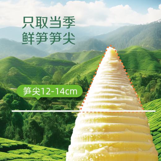 3袋39.9有机笋尖系列精选优质笋尖鲜嫩甘甜还原山野原味肉质厚且松脆开袋即炒快手家常菜配料表干净基地直邮 商品图4