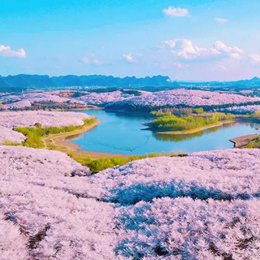 5天【樱花物语】平坝万亩樱花+黄果树瀑布+荔波小七孔+西江千户苗寨 商品图0