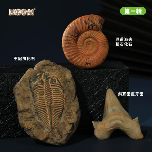 【古生物化石冰箱贴】 1：1复原真实化石 史前时代自然科学博物馆STEAM学习 商品图3