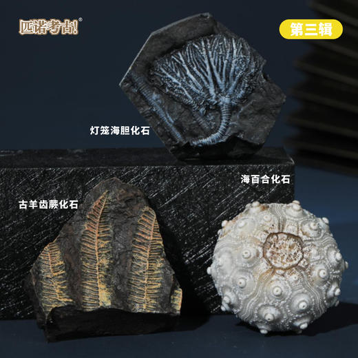 【古生物化石冰箱贴】 1：1复原真实化石 史前时代自然科学博物馆STEAM学习 商品图5