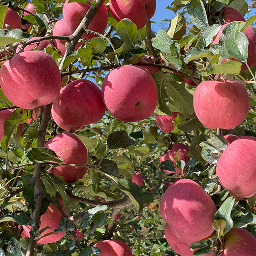 洛川苹果 商品图5