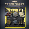【古生物化石冰箱贴】 1：1复原真实化石 史前时代自然科学博物馆STEAM学习 商品缩略图8