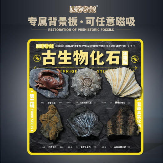 【古生物化石冰箱贴】 1：1复原真实化石 史前时代自然科学博物馆STEAM学习 商品图8