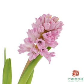 【嘉荷风信子】粉冰川（3枝/扎）