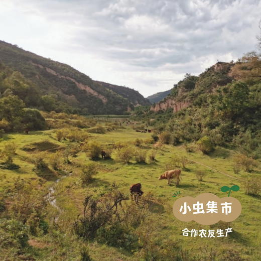 甘肃生态黄牛肉 5斤 | 合作农友生产，来自甘肃庆阳，生产者：吴龙龙 *【公平贸易农人定价】 商品图14