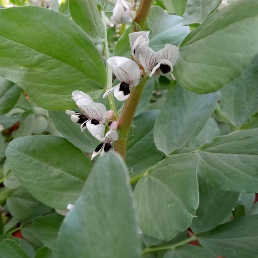 梓盟蚕豆（抚仙湖基地） 商品图2