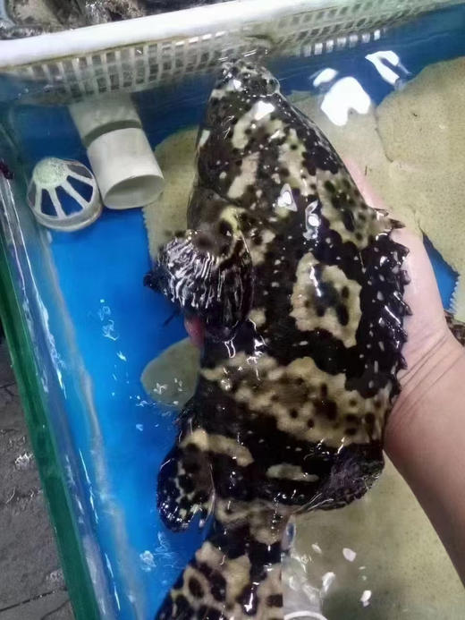 活杀桂鱼、多宝鱼、石斑鱼，现杀！ 商品图2