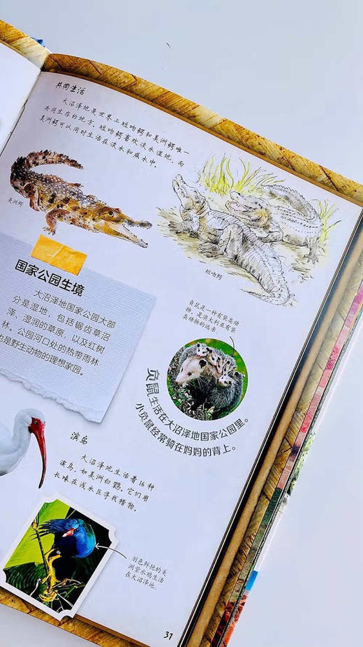 DK给孩子的国家公园完全手册. 美国 商品图4