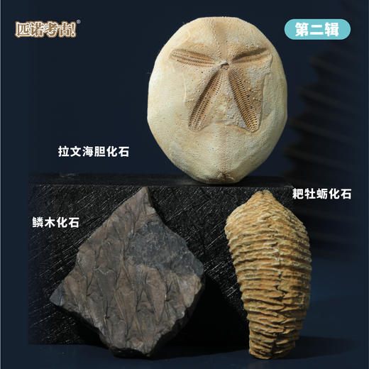 【古生物化石冰箱贴】 1：1复原真实化石 史前时代自然科学博物馆STEAM学习 商品图4