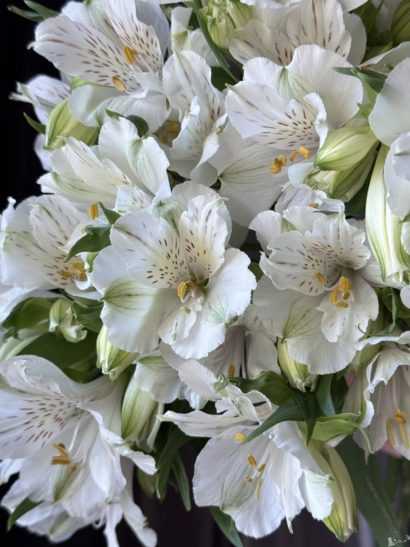 肯尼亚六出花-【白色】