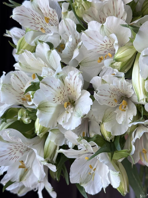 肯尼亚六出花-【白色】 商品图0